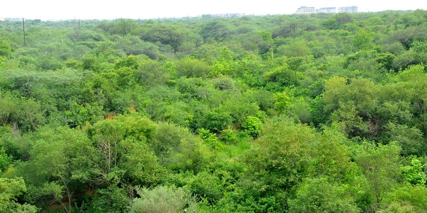 Aravalli Biodiversity Park — photo 1