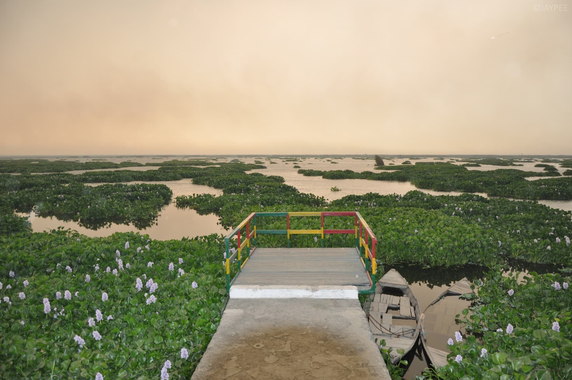 Harike Wetland — photo 1