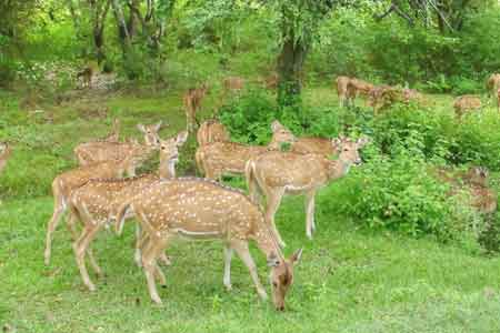 Kishtwar National Park — photo 1